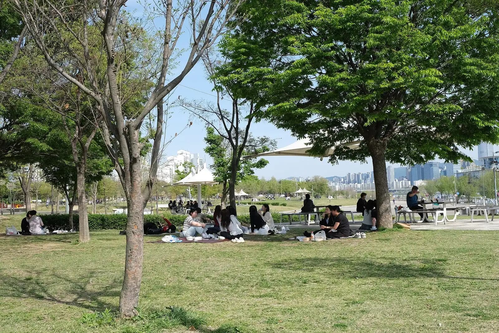 纛岛汉江公园草坪上，一群群人坐在树下的野餐垫上