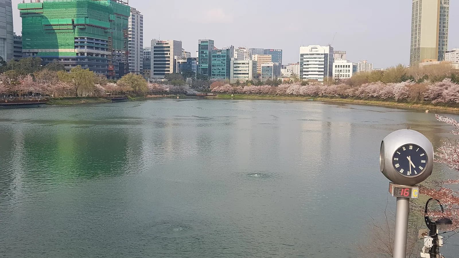 被淡粉色樱花树环绕的石村湖，背后是公寓楼