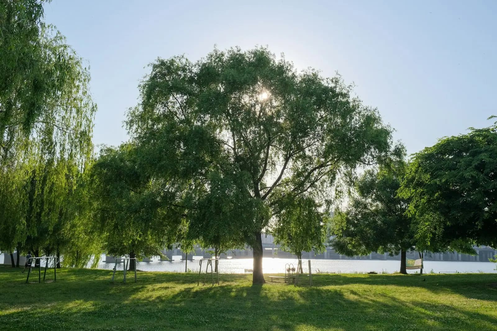 Sunlight through willow trees on the grass of a Han River park in Seoul
